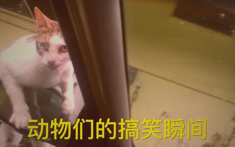 本周周榜打赏收入涨幅对比柱状图示意