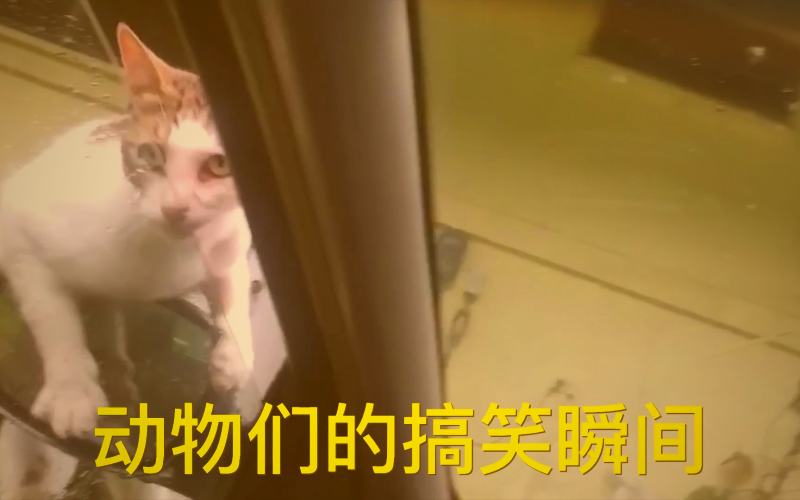 主播在直播间进行才艺模仿表演