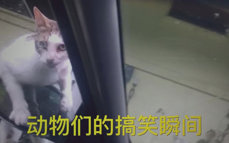 爱液视频热门直播新人主播推荐专题页面