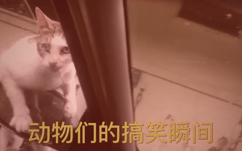 爱液视频创作者根据粉丝画像制定内容日历示意图